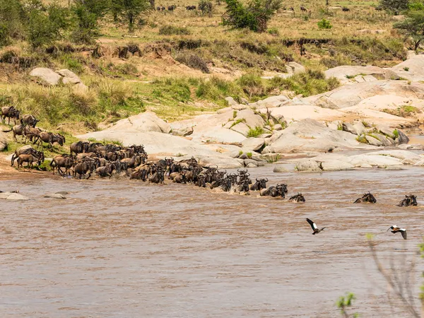5-Day Ndutu Calving & Ngorongoro Crater Safari