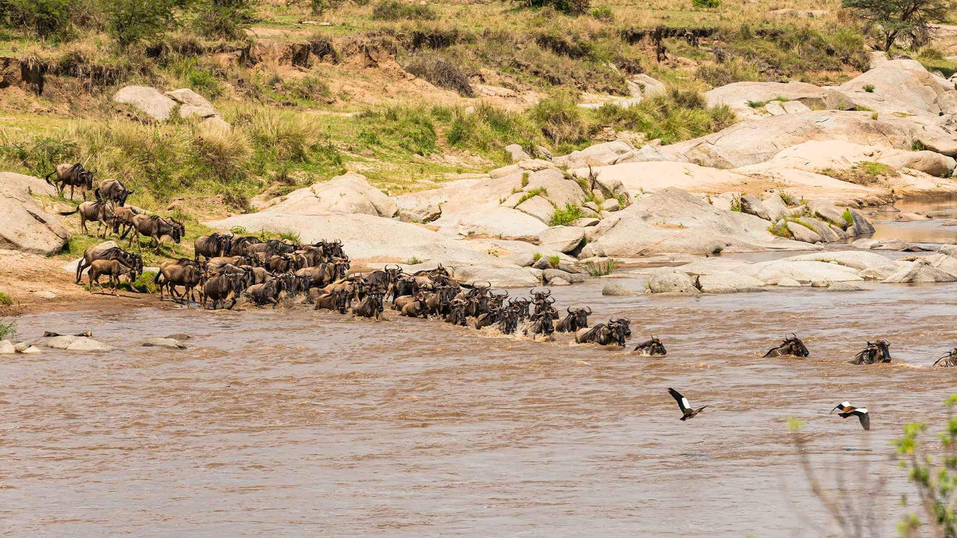 5-Day Ndutu Calving & Ngorongoro Crater Safari