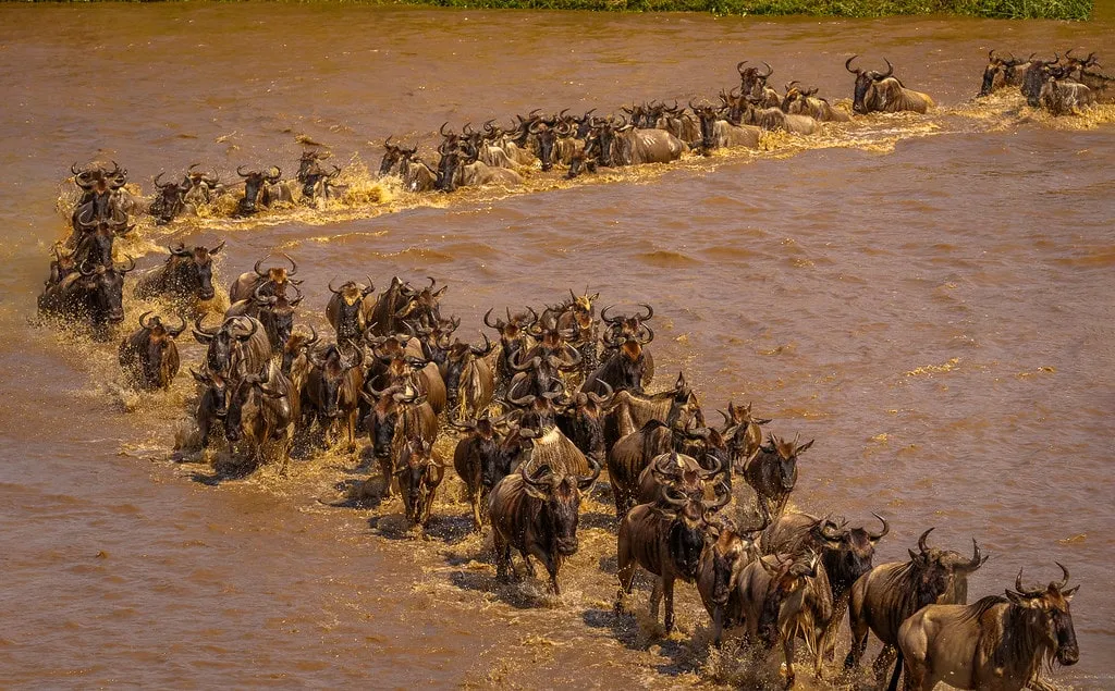 8-Day Great Migration: Ndutu Calving & Serengeti Explorer