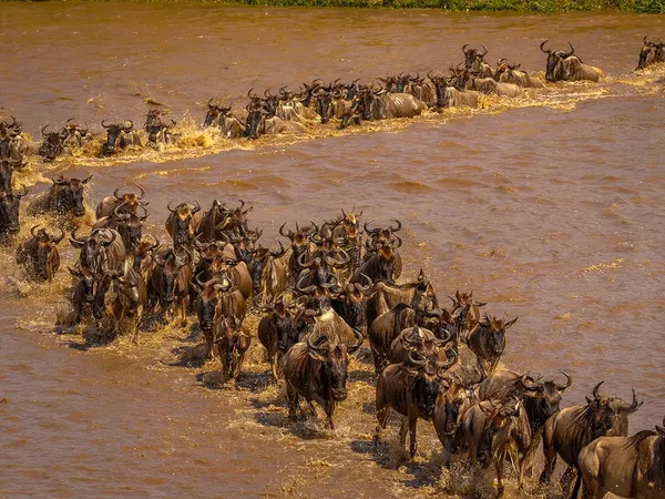 8-Day Great Migration: Ndutu Calving & Serengeti Explorer