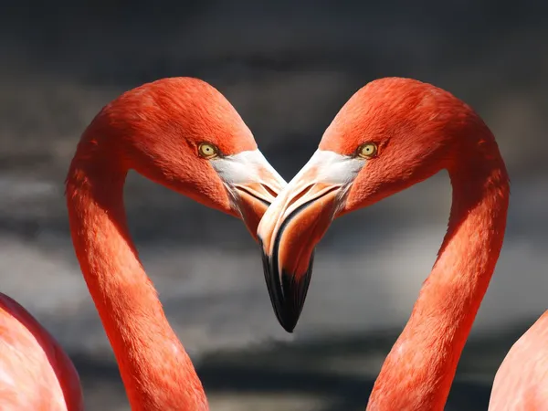 8-Day Southern Wilderness & Zanzibar Honeymoon