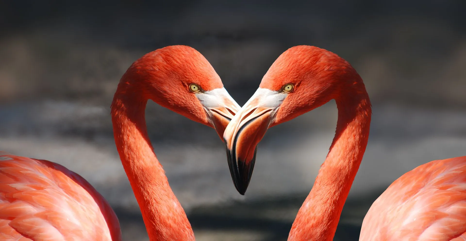 8-Day Southern Wilderness & Zanzibar Honeymoon