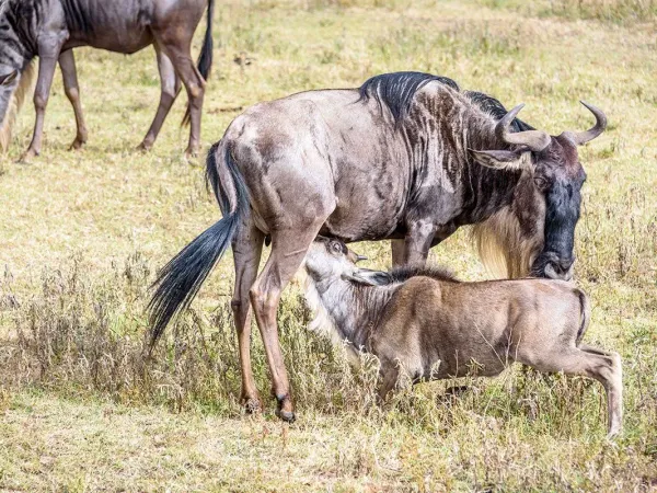 7-Day Calving Season Masterclass: Serengeti Photo Safari
