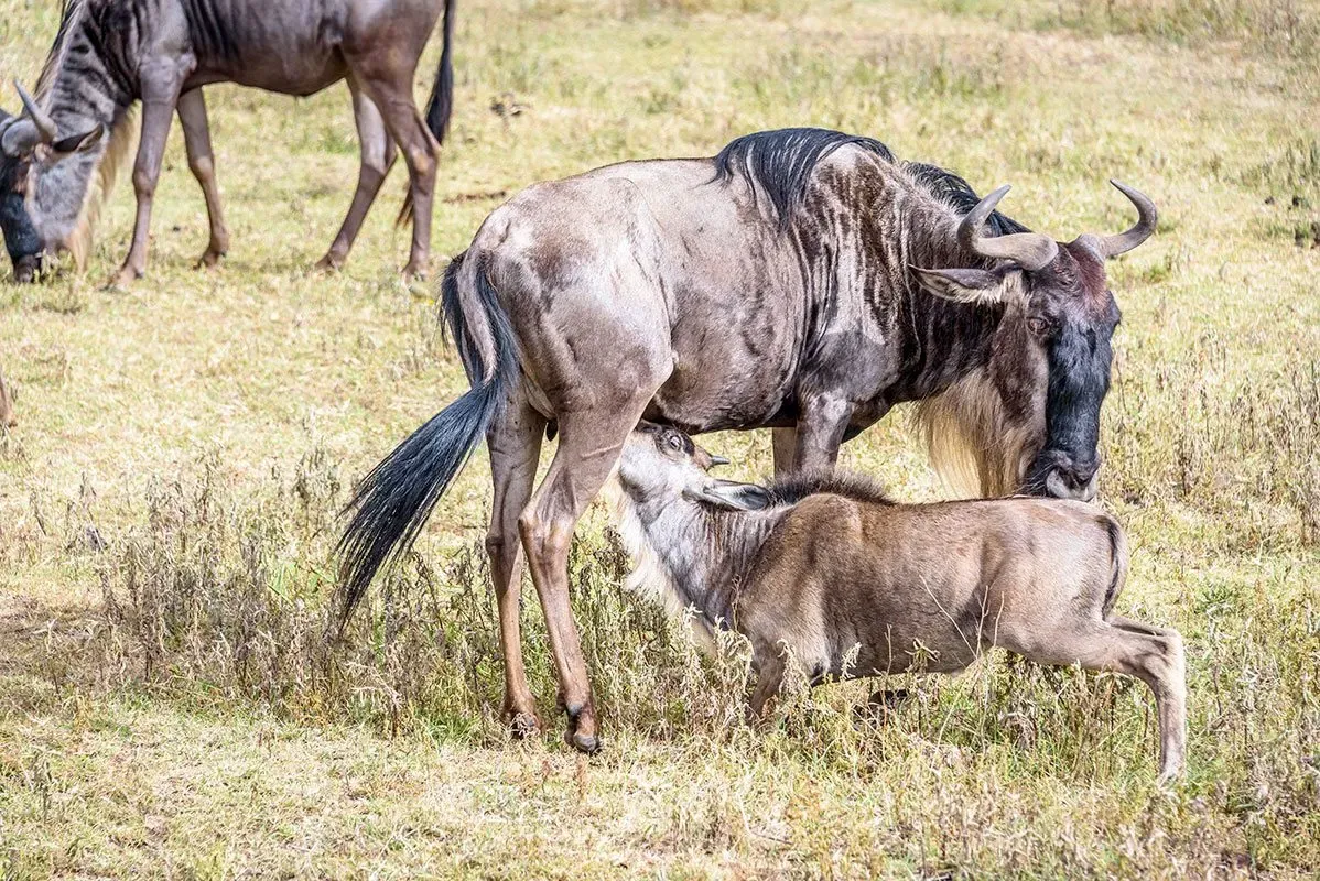 7-Day Calving Season Masterclass: Serengeti Photo Safari