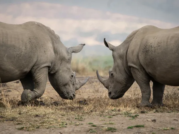 10-Day Serengeti Shadows & Light: Signature Photo Expedition