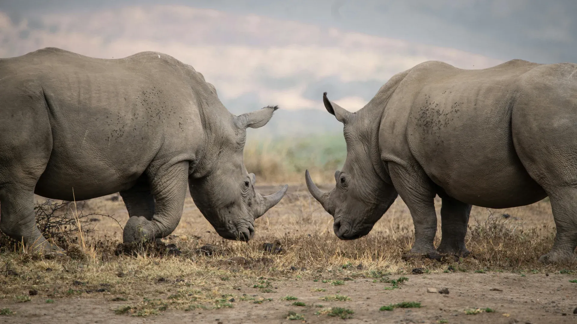 10-Day Serengeti Shadows & Light: Signature Photo Expedition