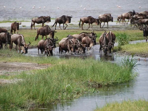 8-Day Grumeti River Crossings · Western Corridor Migration