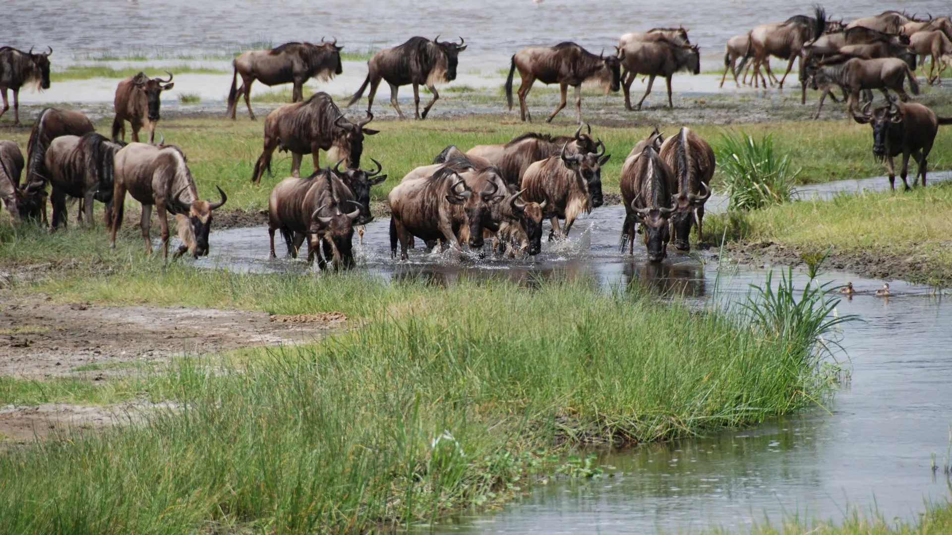 8-Day Grumeti River Crossings · Western Corridor Migration
