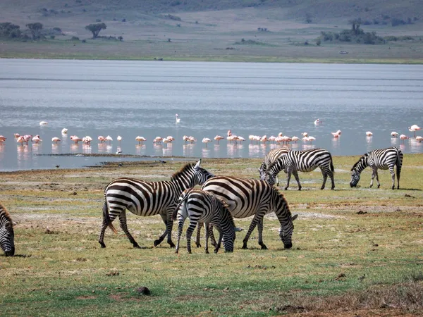 Lake Manyara National Park
