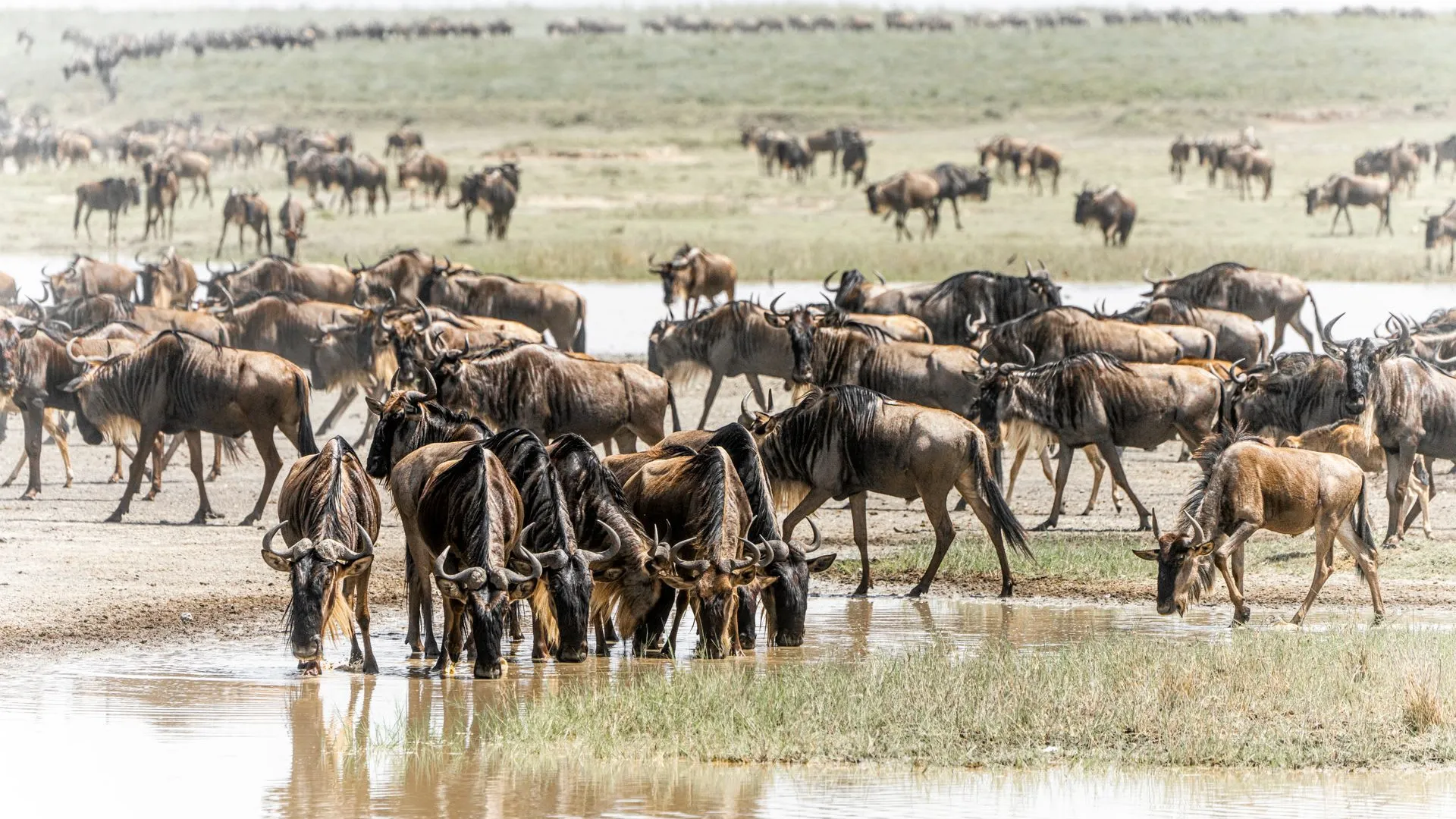 6-Day Mara River Crossing & Ngorongoro Crater Safari