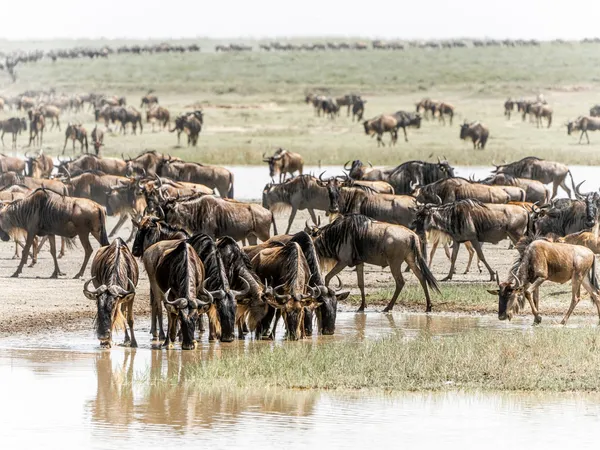 6-Day Mara River Crossing & Ngorongoro Crater Safari