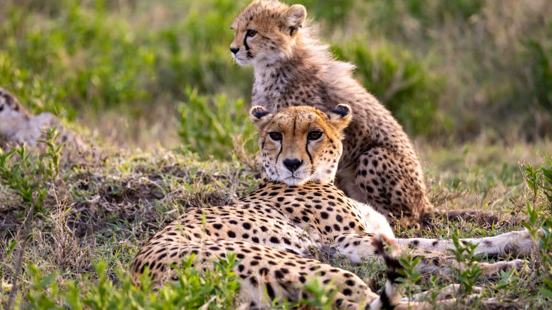 Family Safari