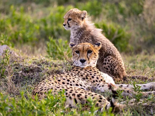Family Safari