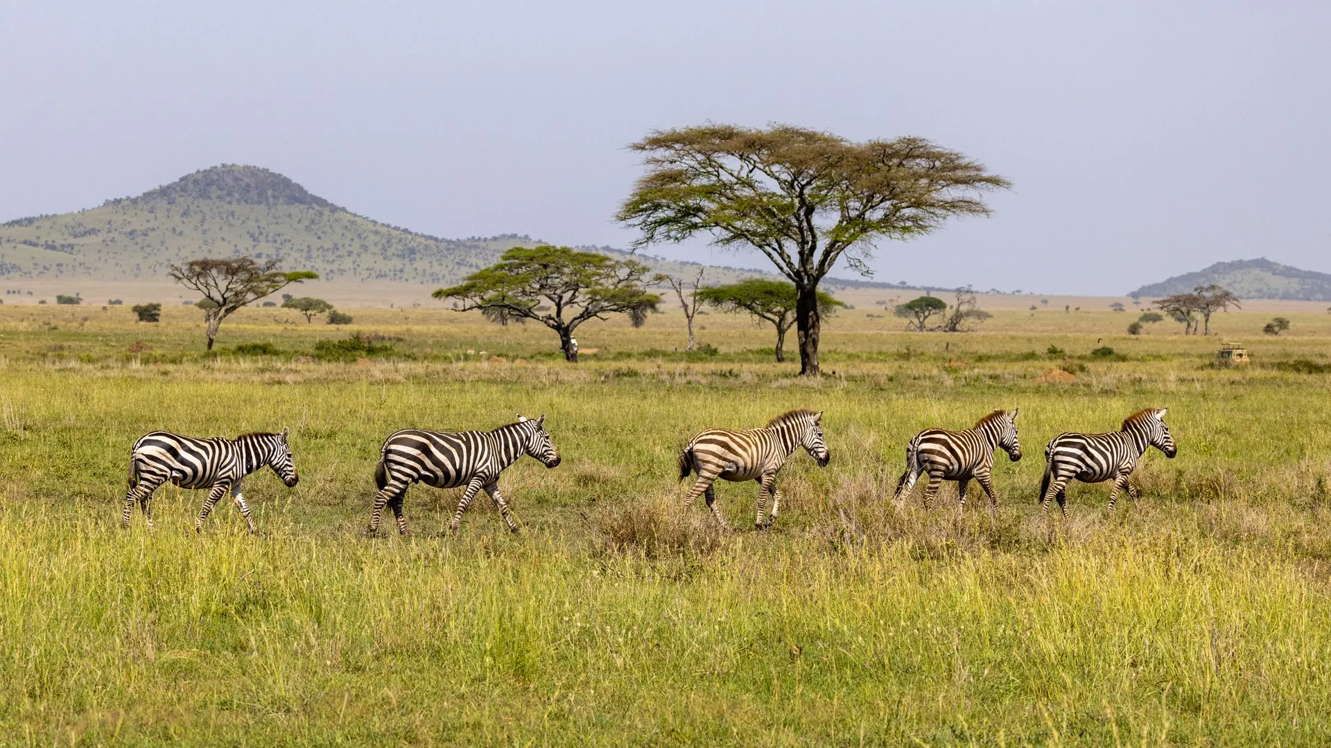 7-Day Signature Northern Circuit · Lodge Safari