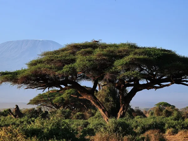 9-Day Kilimanjaro Northern Circuit