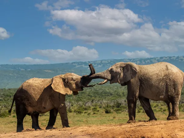 Honeymoon Safari