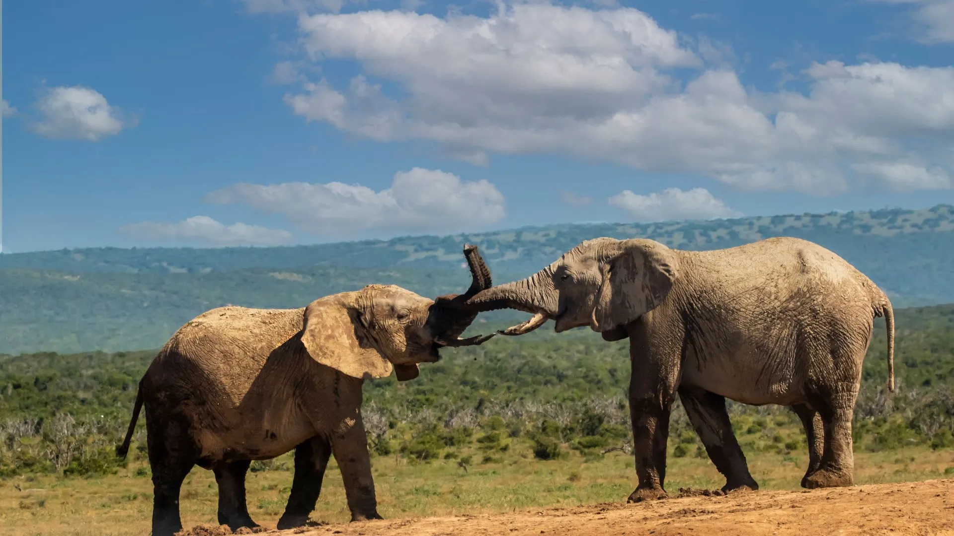 Honeymoon Safari