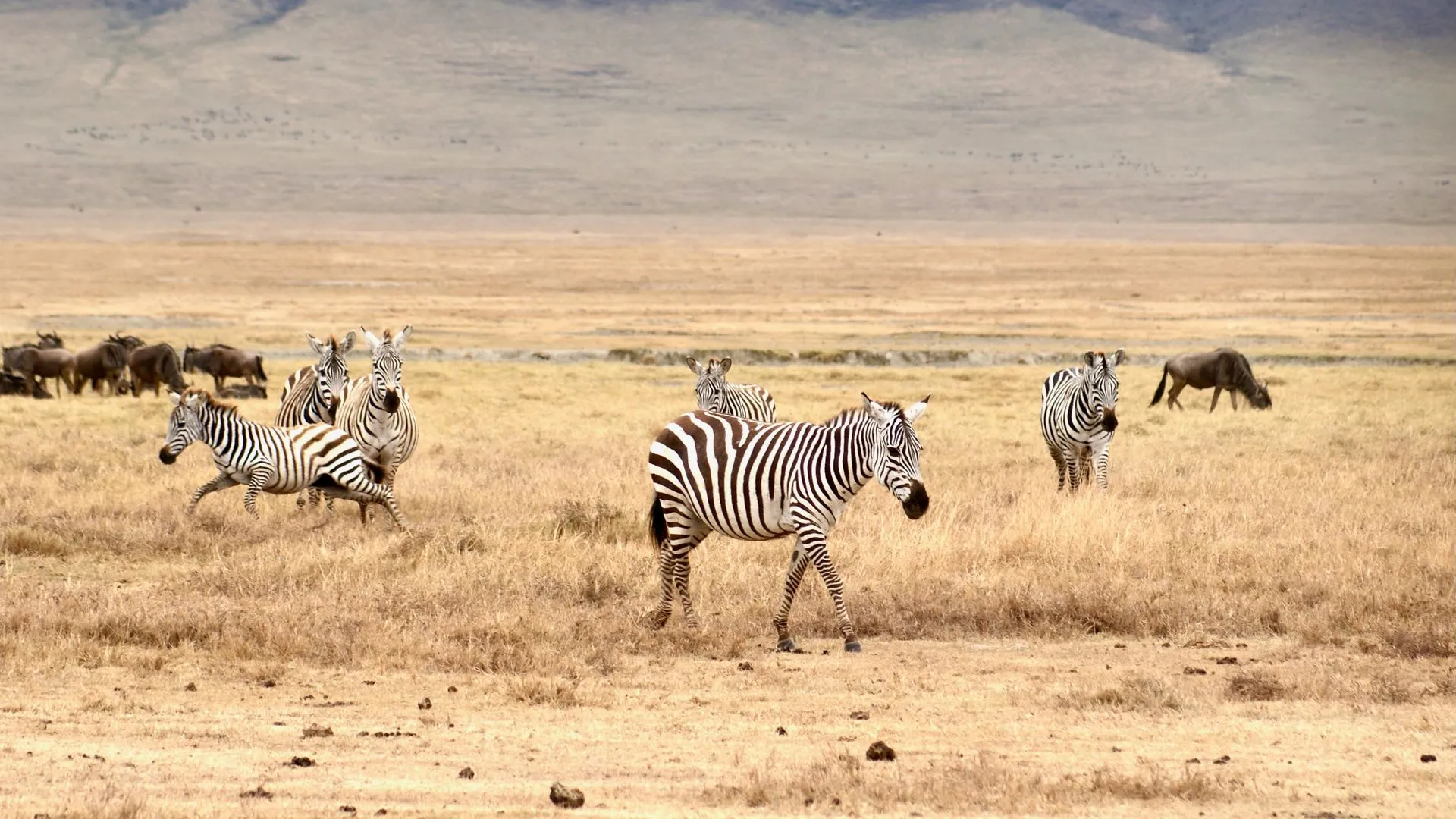 Ngorongoro Crater