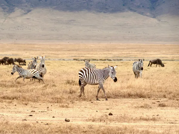 Ngorongoro Crater