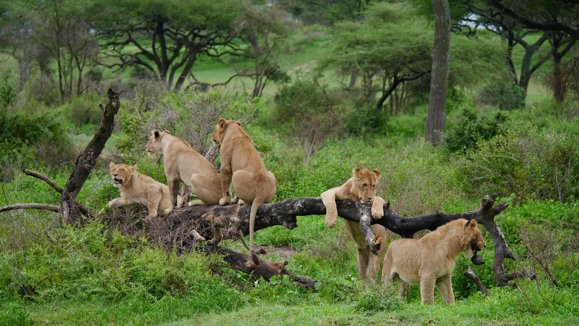 9-Day Western Serengeti & Grumeti Reserve · Private Camps