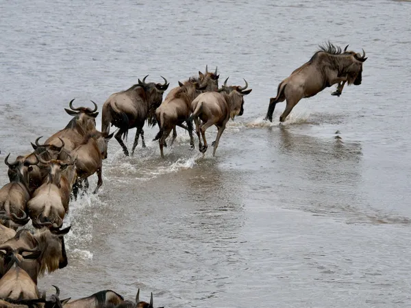 Great Migration Safari