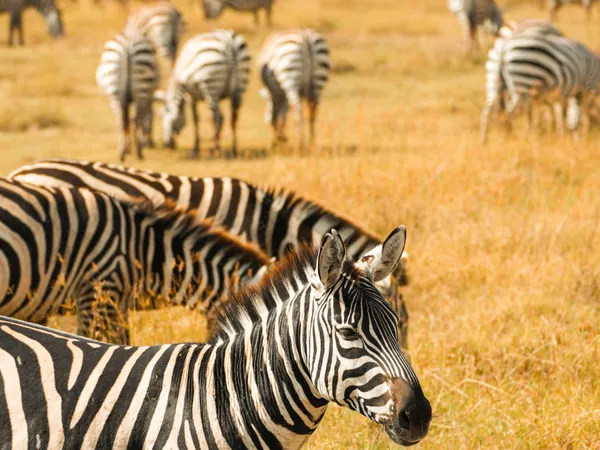 7-Day Signature Northern Circuit · Camping Safari