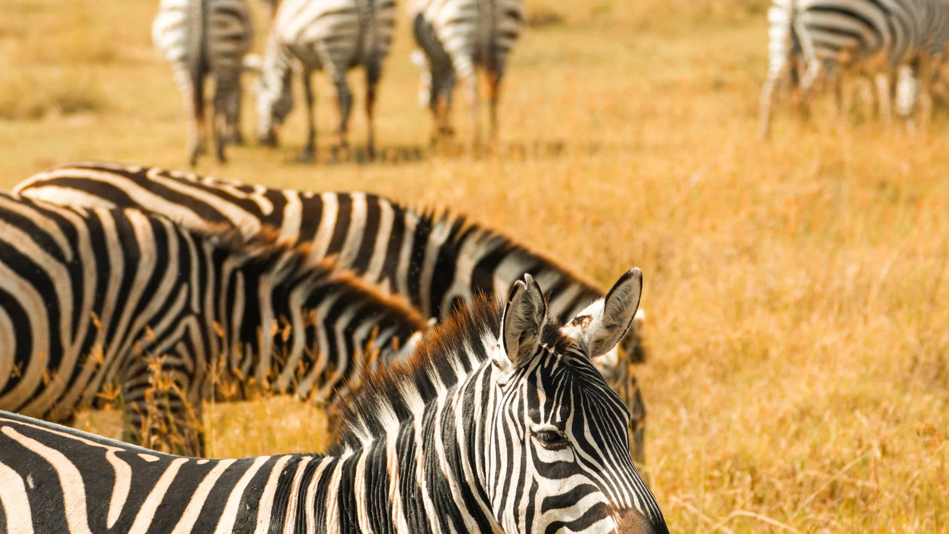 7-Day Signature Northern Circuit · Camping Safari