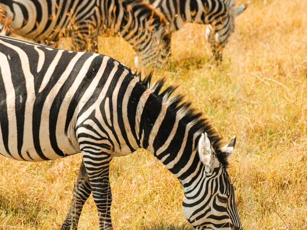 6-Day Family Safari · Private Camps & Villa
