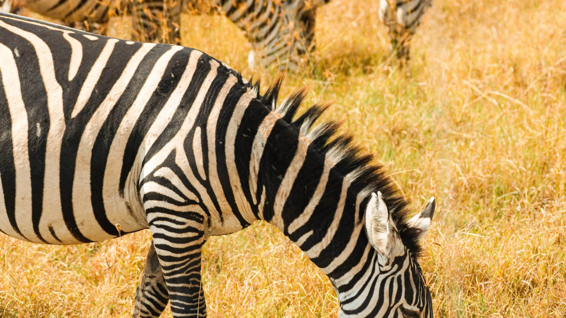 6-Day Family Safari · Lodge Adventure