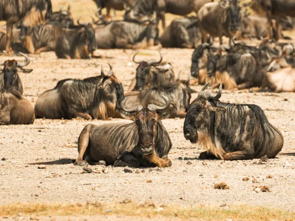 7-Day Ndutu Calving Season · Private Mobile Camp