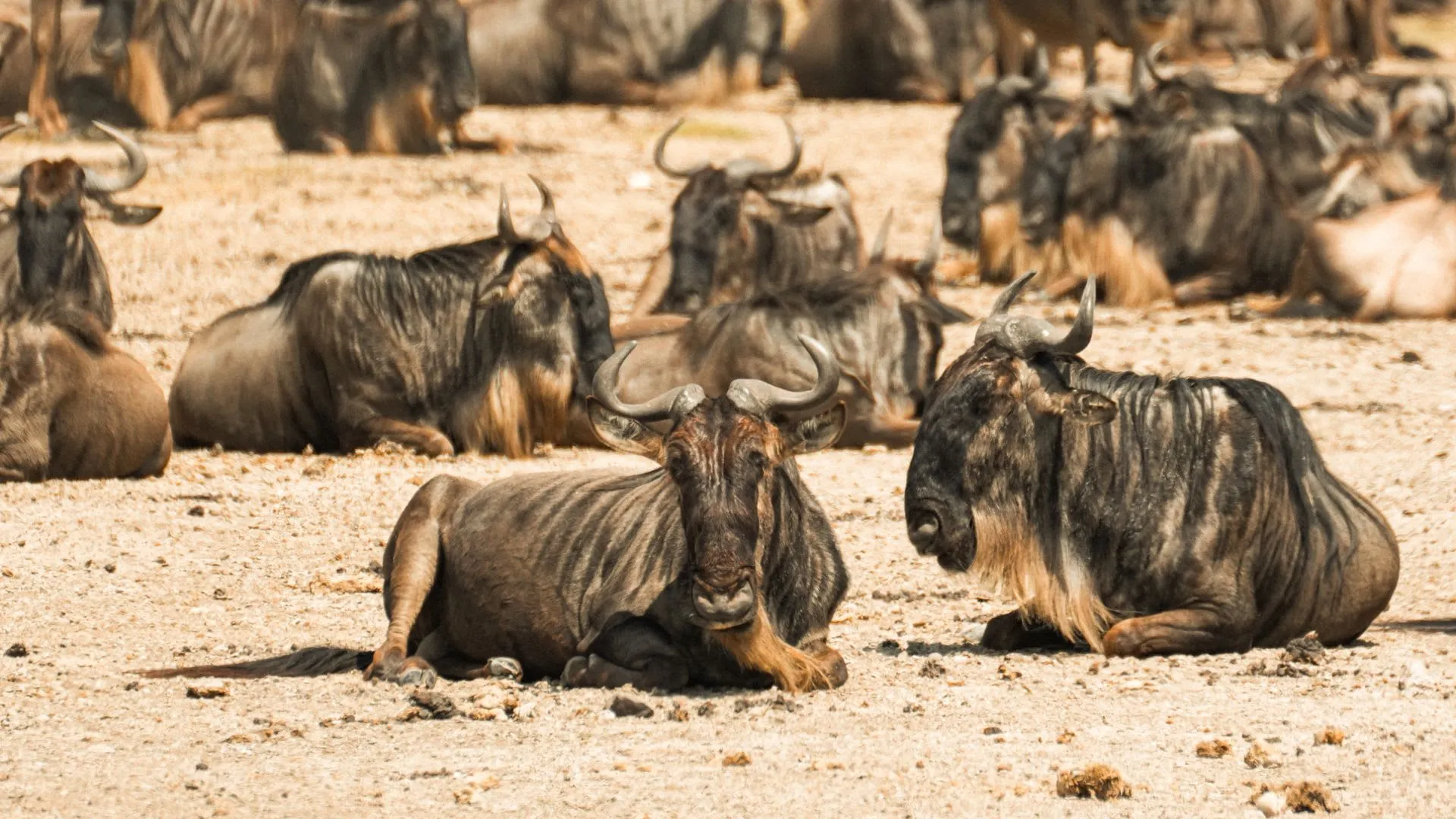 1-Day Tanzania Safari Day Trips from Arusha