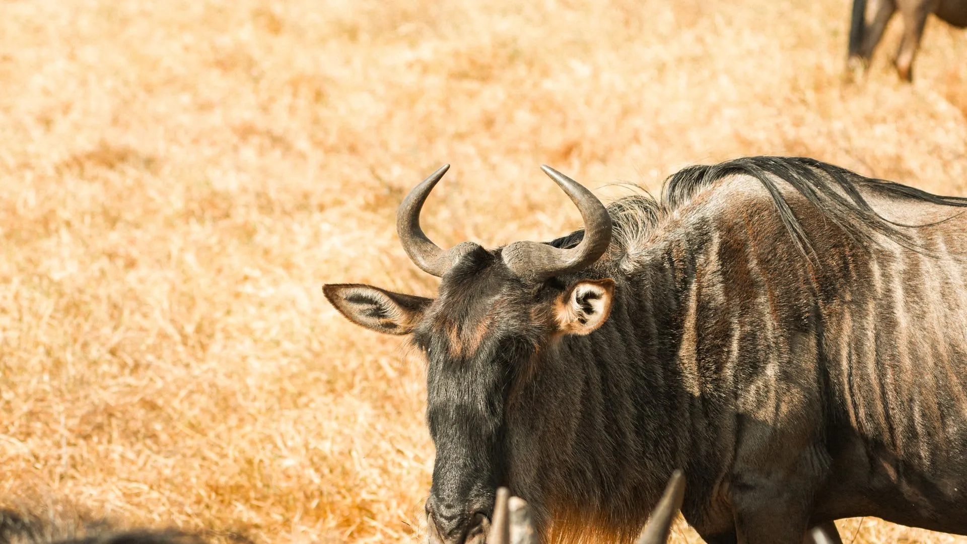 3-Day Tarangire & Lake Manyara · Lodge Safari