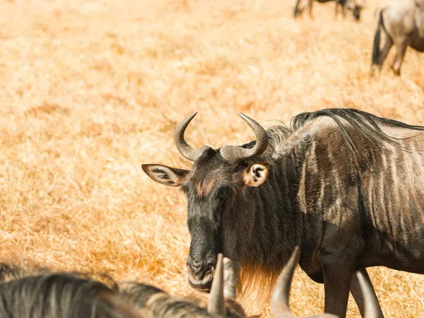 3-Day Tarangire & Lake Manyara · Camping Safari