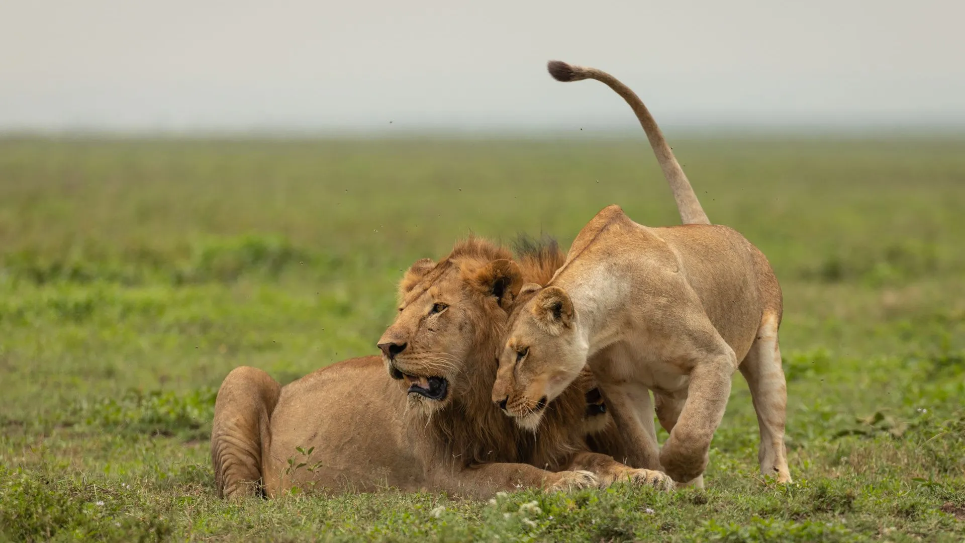 7-Day Zanzibar Honeymoon Beach Escape