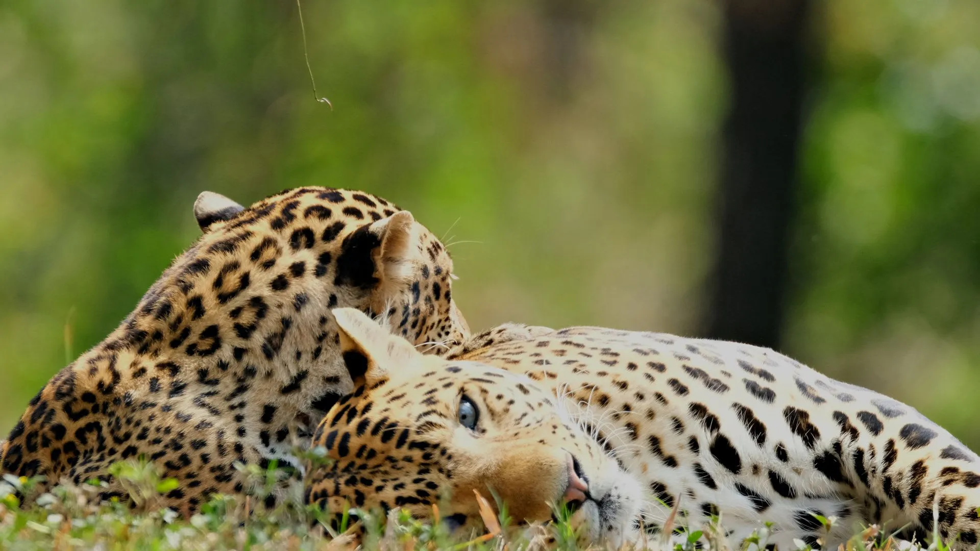 10-Day Honeymoon Safari + Zanzibar Escape