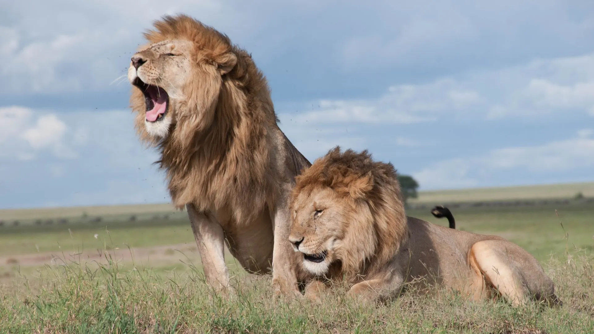 Migration Safaris