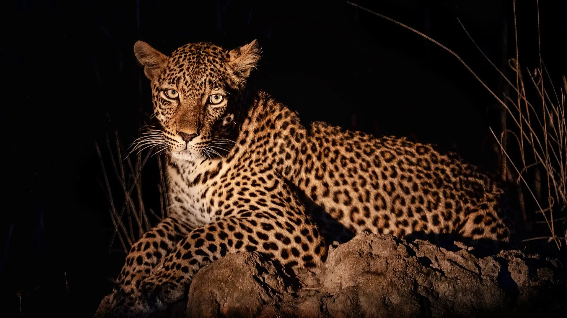 Night Game Drive