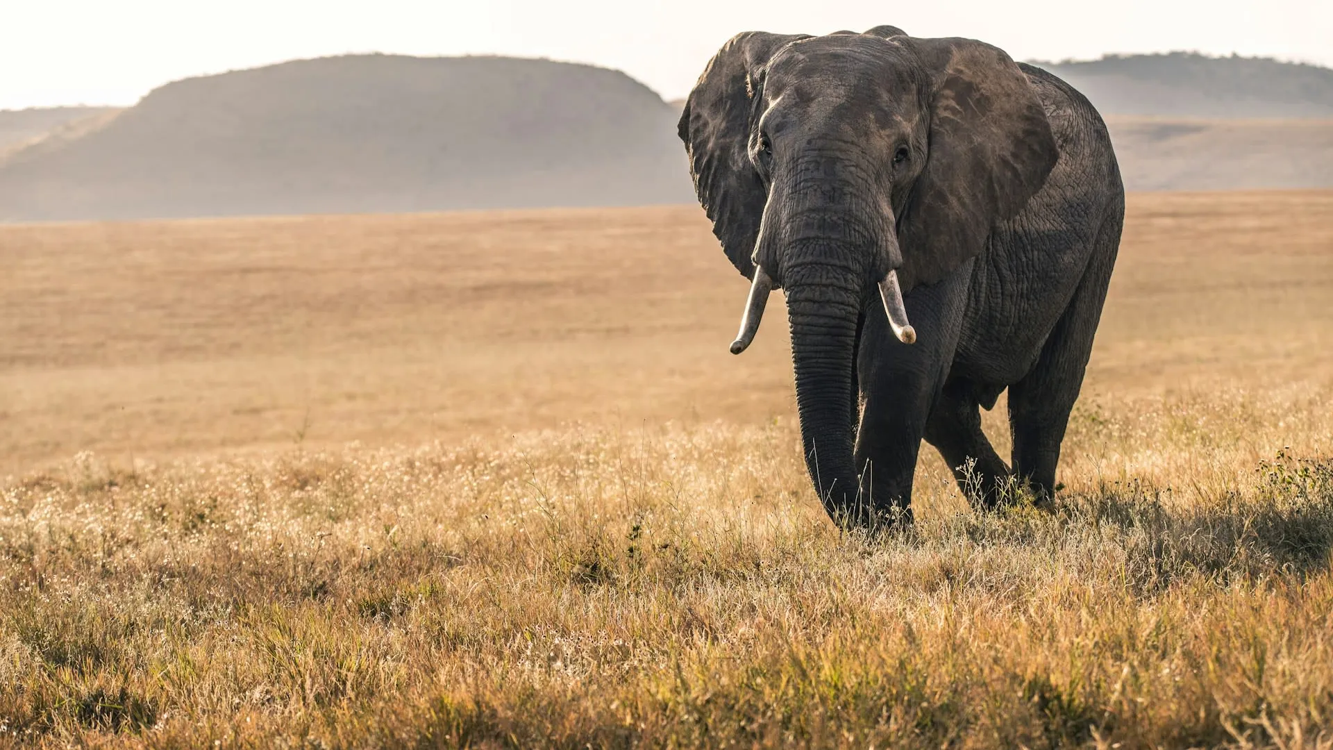 The Great Migration in Tanzania: A Complete Guide