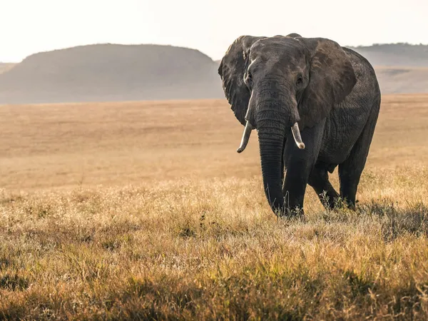 The Great Migration in Tanzania: A Complete Guide
