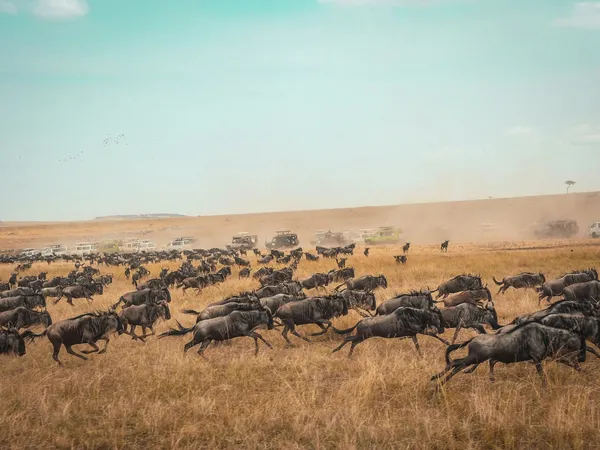 7-Day Ndutu Calving Season · Lodge Safari