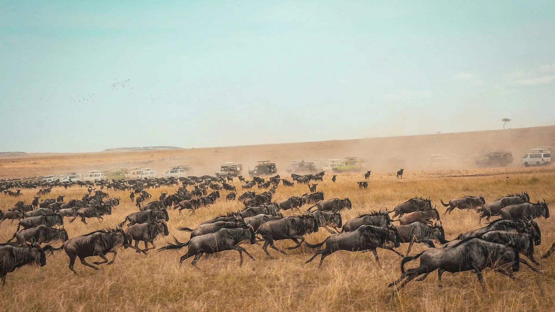 7-Day Ndutu Calving Season · Lodge Safari
