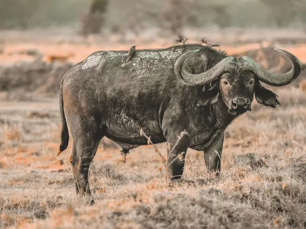 4-Day Zanzibar to Serengeti Direct Fly-In Safari