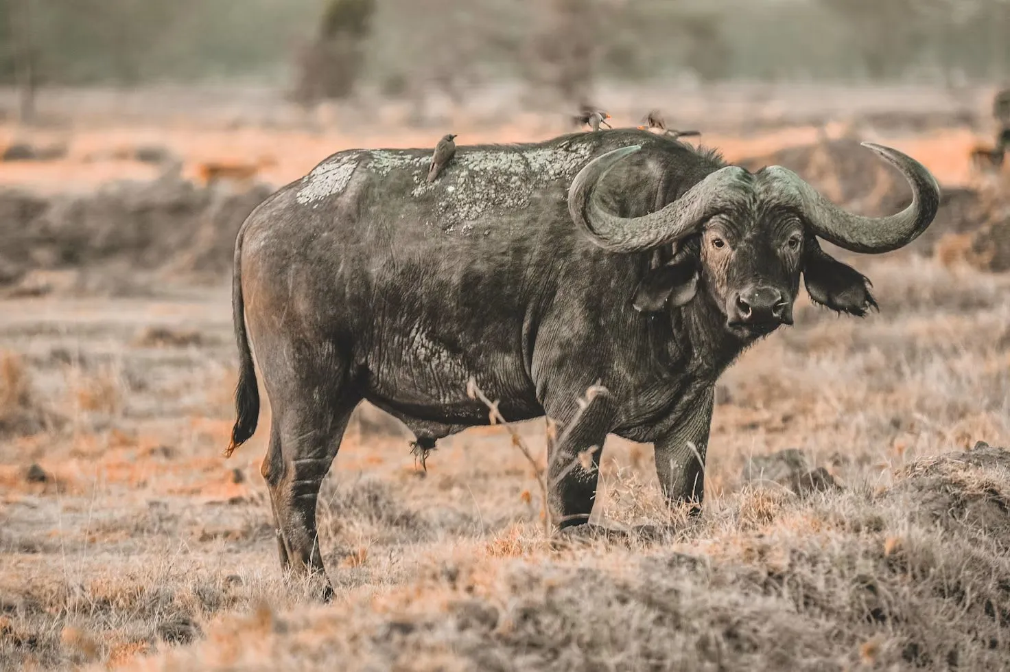 4-Day Zanzibar to Serengeti Direct Fly-In Safari
