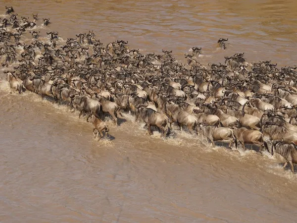 6-Day Great Migration: Ndutu Calving & Central Serengeti
