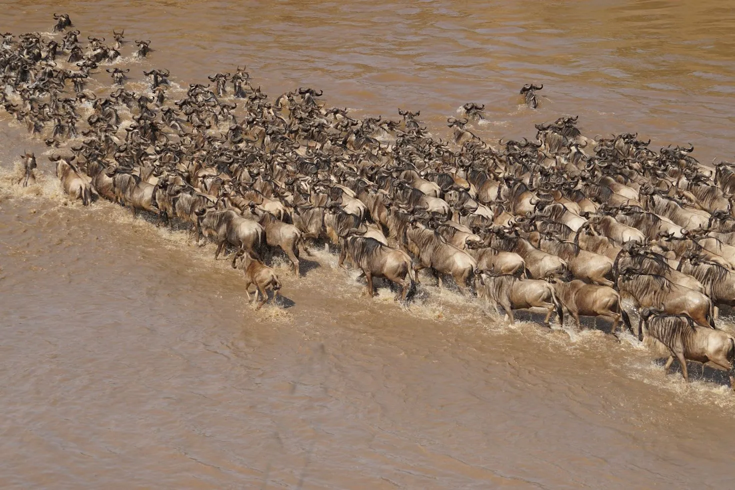 6-Day Great Migration: Ndutu Calving & Central Serengeti