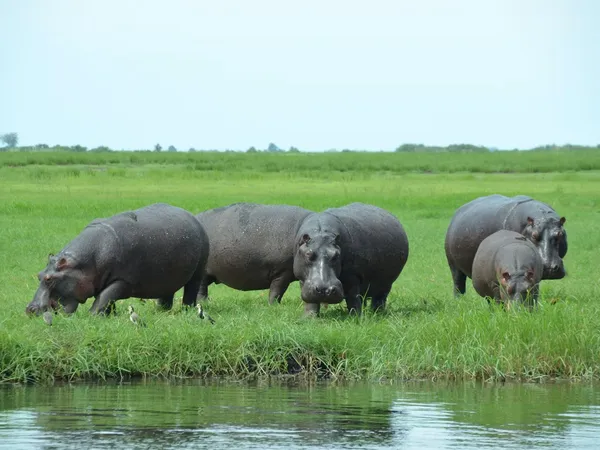 5-Day Zanzibar, Arusha & Serengeti Fly-In Safari