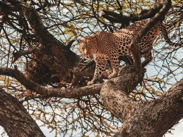 6-Day Zanzibar to Tarangire, Serengeti & Ngorongoro Fly-In Safari