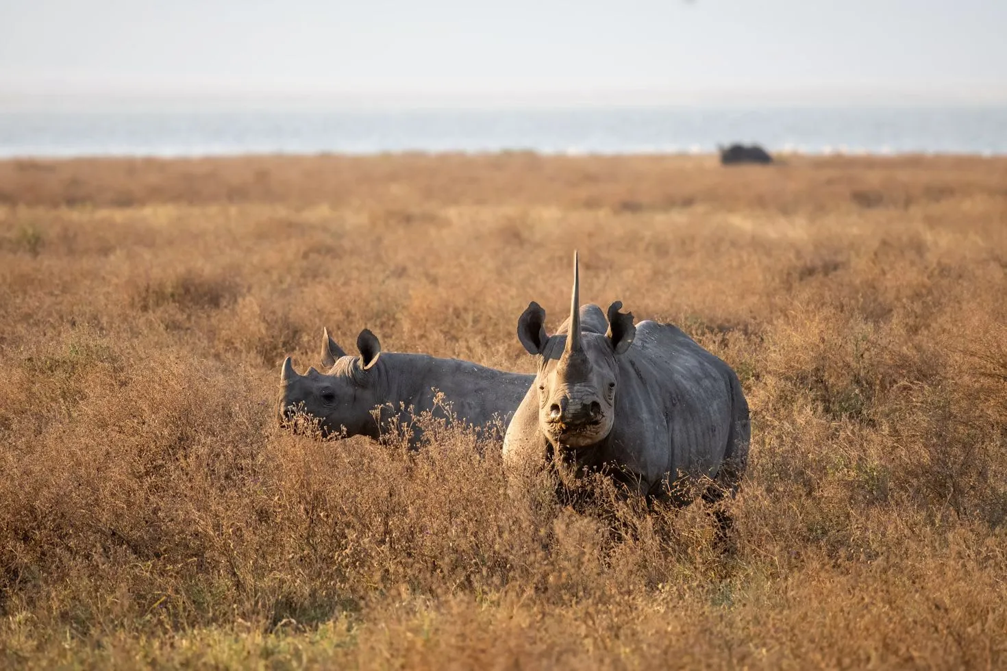 3-Day Zanzibar to Serengeti Fly-In Safari