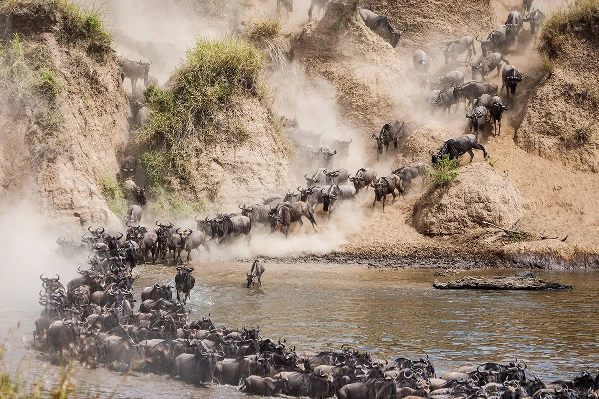8-Day Luxury Mara River Crossing Safari