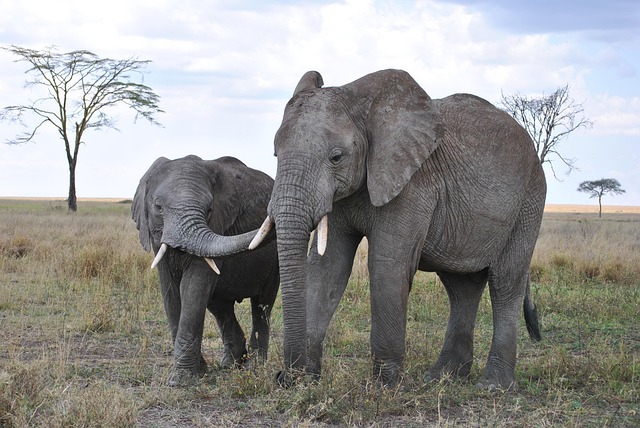africa, tanzania, national park, safari, serengeti, elephant, trunk, child, young, cub, serengeti, elephant, elephant, elephant, elephant, elephant